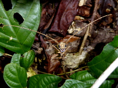 Acalolepta