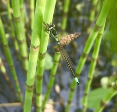 Coenagrion armatum
