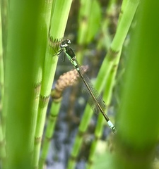 Coenagrion armatum