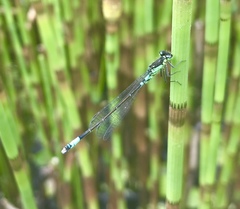Coenagrion armatum