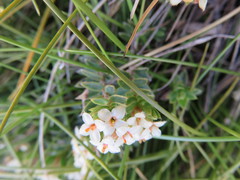 Pimelea oreophila hetera