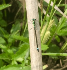 Coenagrion armatum