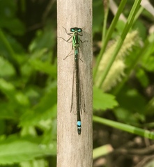 Coenagrion armatum