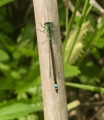 Coenagrion armatum