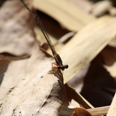 Platycnemididae