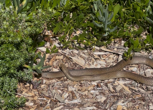 Eastern Brown Snake sighting