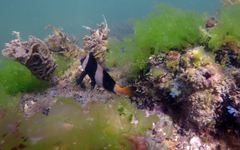 Pseudogoniistius nigripes