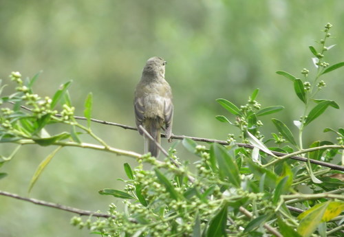Rusty Flowerpiercer