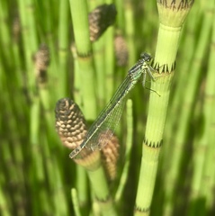 Coenagrion armatum