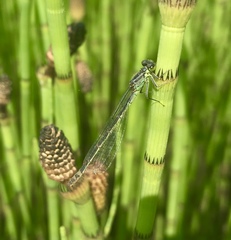 Coenagrion armatum