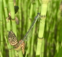 Coenagrion armatum