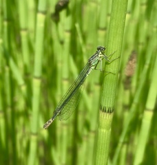 Coenagrion armatum
