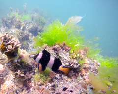 Pseudogoniistius nigripes