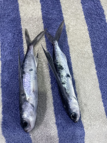 Peruvian flyingfish (Exocoetus peruvianus) — Exocoetidae — 3