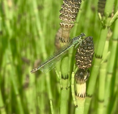 Coenagrion armatum