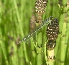 Coenagrion armatum