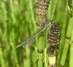 Coenagrion armatum