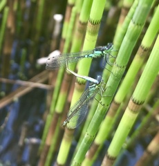 Coenagrion armatum