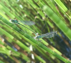 Coenagrion armatum
