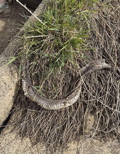 Elapid Snakes sighting