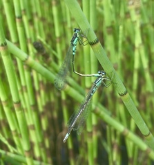 Coenagrion armatum