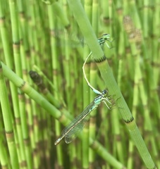 Coenagrion armatum