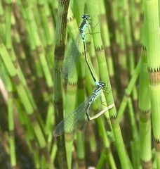 Coenagrion armatum