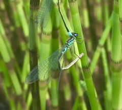 Coenagrion armatum