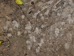 Macrotermes gilvus