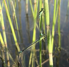 Coenagrion armatum