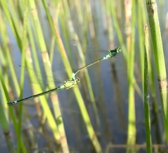 Coenagrion armatum