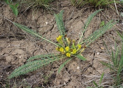 Astragalus buchtormensis
