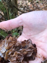 Phaeotremella foliacea