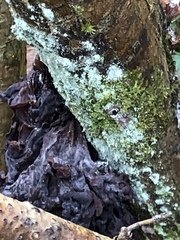 Phaeotremella foliacea