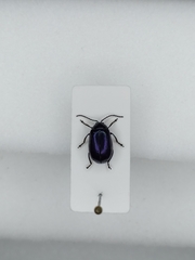 Agelastica alni