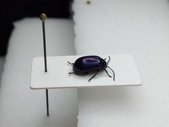 Agelastica alni