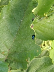 Agelastica alni