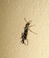 Xylotrechus subscutellatus