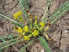 Astragalus buchtormensis