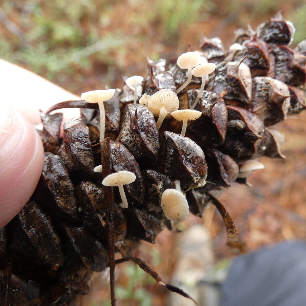 Baeospora myosura · December 2025 · photo: © seangolden (iNaturalist, cc-by)