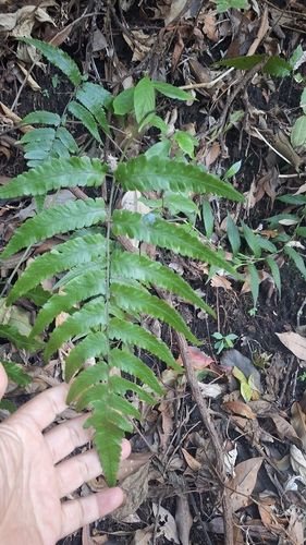 Diplazium mettenianum observed 2025-12-07