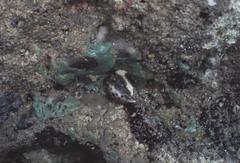 Lyncina lynx
