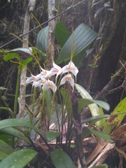 Masdevallia strumosa