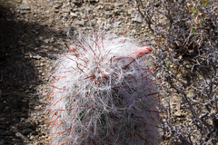 Oreocereus celsianus
