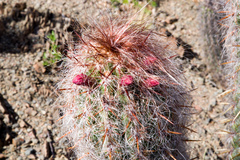 Oreocereus celsianus