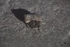 Coenobita rugosus