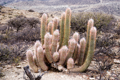 Oreocereus celsianus