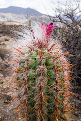 Oreocereus celsianus