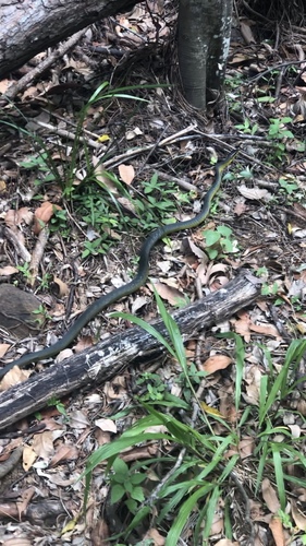 Common Tree Snake sighting