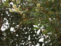 Parvipsitta porphyrocephala